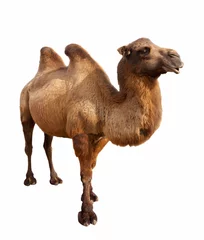 Fotobehang Kameel Bactrische kameel. Geïsoleerd op wit