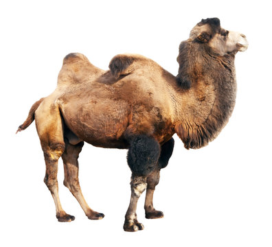  bactrian camel  over white background
