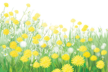 Vector of spring dandelions flowers isolated.