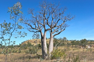 Fototapeta na wymiar Boab drzewo