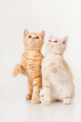 Two kittens looking up, on a gray background