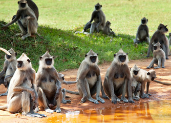 Naklejka premium Monkey on Sri Lanka