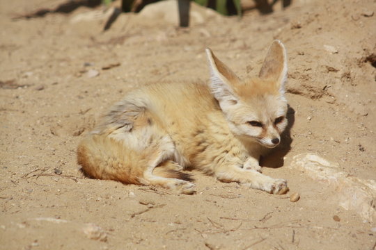 Fennec
