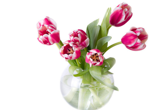 Bouquet of red tulips. isolated