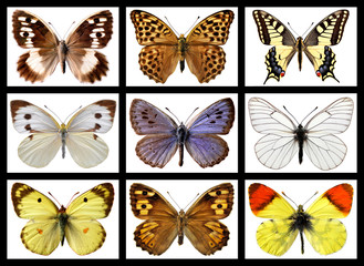 Fototapeta premium Nine mosaic photos of french butterflies