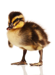 Domestic duckling