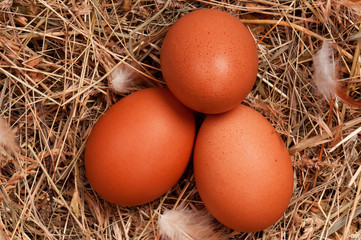Eggs in nest