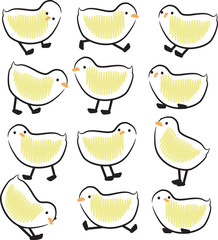 Cute chicks © ajjjgul