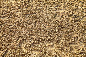 Texture of sea sand, with a small crab moves.