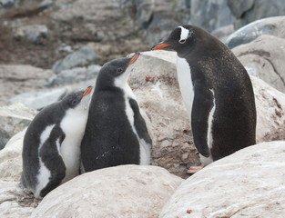 Fototapeta premium Gentoo penguin family in the rocks.