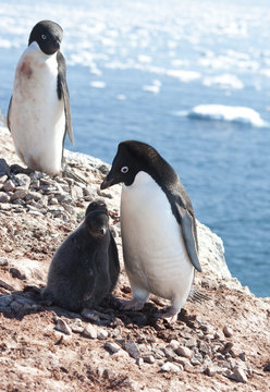 Adelie penguins in the family nest.