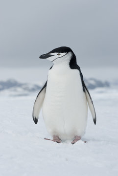 Antarctic penguin winter overcast day.