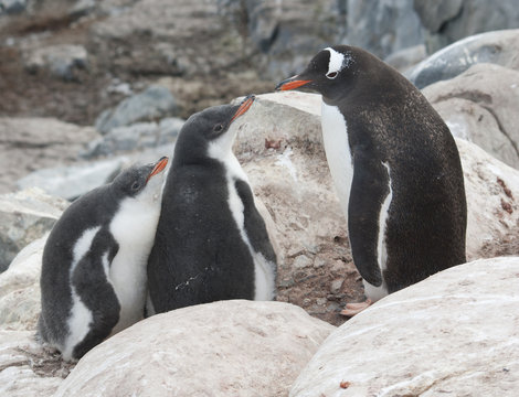 Gentoo penguin family in the rocks.