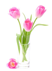 Pink tulips bouquet in vase isolated on white background