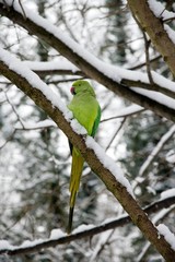 perruche à collier en hiver, forêt de France