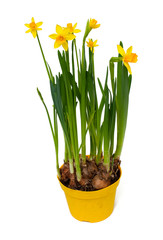 yellow daffodil flowers