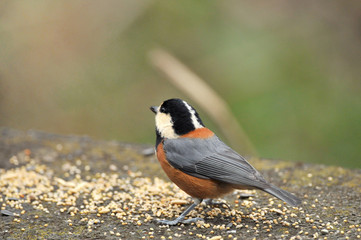 ヤマガラの食事