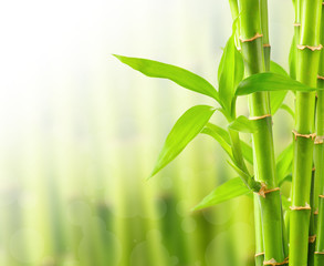 Fototapeta na wymiar Bamboo tle z miejsca kopiowania