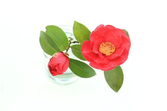 さざんか の画像 4 606 件の Stock 写真 ベクターおよびビデオ Adobe Stock