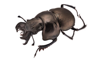 Lethrus apterus