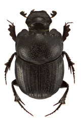 Onthophagus psychopompus