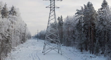 Панорама леса © DimaCrow