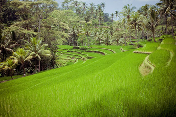 Rice Fields, Bali, Indonesia 