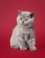 small blue british kitten on dark red background