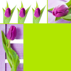 Tulips collage