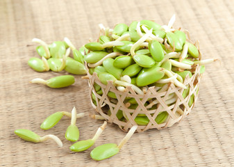 Riang Parkia seeds Thai side dishes it's tropical plants