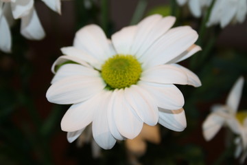 chrysanthemum flowers
