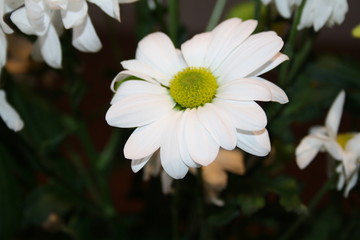 chrysanthemum flowers