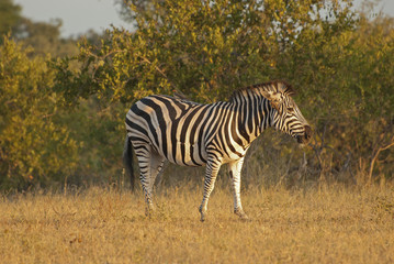 Fototapeta na wymiar Zebra w Park Narodowy Krugera