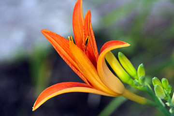 Obraz premium Day lily bud