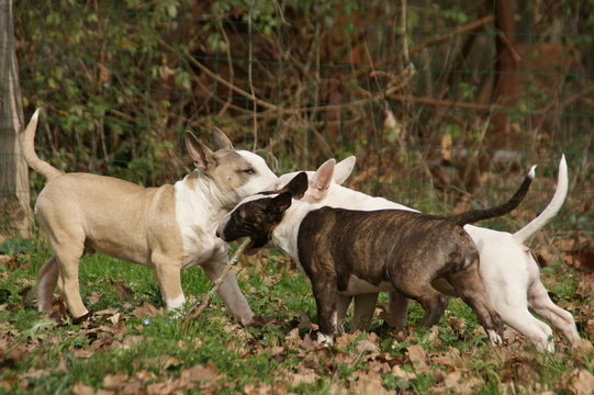 Bull terrier miniature