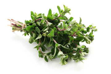 Herbs Series - Majoram