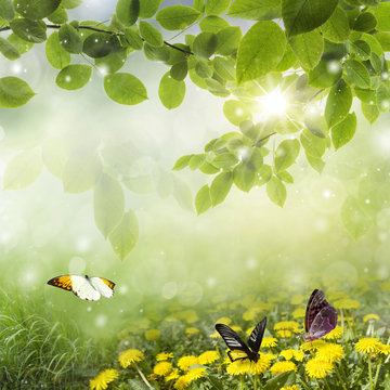 spring background . dandelion in a meadow and butterfly