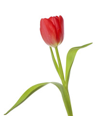 Rote Tulpe isoliert auf weiß