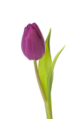 Purpurfarbene Tulpe isoliert auf wei&szlig;