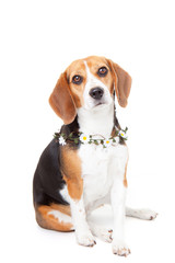 beagle pet dog