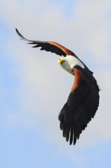 Fototapeta premium African fish eagle (Haliaeetus vociferoides)