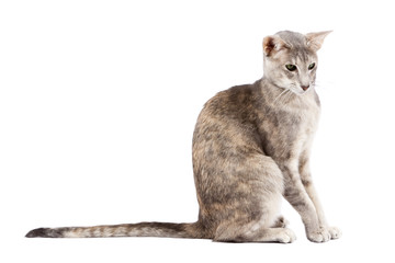 Orientalisch Kurzhaar Katze isoliert