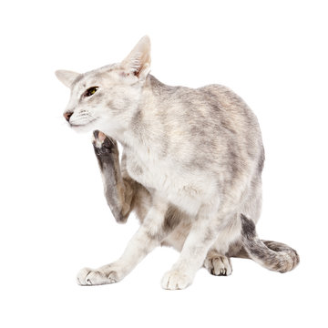 Orientalisch Kurzhaaar Katze kratzt sich