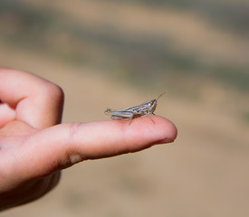 kid hand holding grasshopper bug macro
