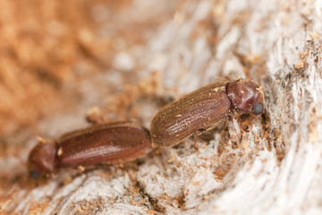 Mating Oligomerus brunneus, extreme close-up