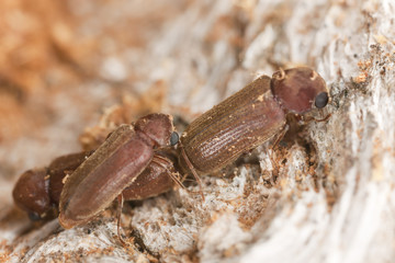 Mating Oligomerus brunneus, extreme close-up