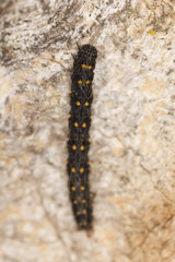 Larva crawling on wood, macro photo