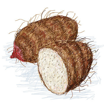 taro xanthosoma cross section