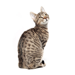 Fototapeta premium Little gray cat isolated on white background.