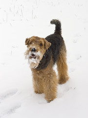 Welsh terier on the snow - obrazy, fototapety, plakaty
